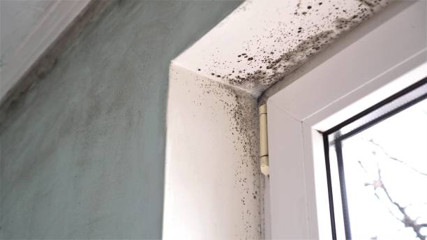 Best Asbestos and Lead Testing During Mold Inspection  in Summerlin South, NV