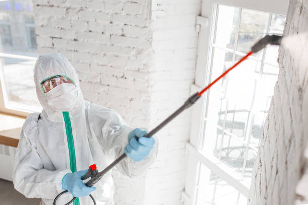 Reliable Summerlin South, NV Mold Removal Solutions