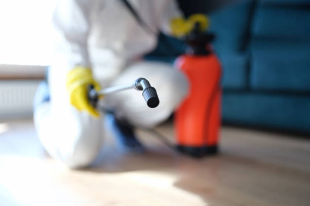 Best Mold Odor Removal Services  in Summerlin South, NV