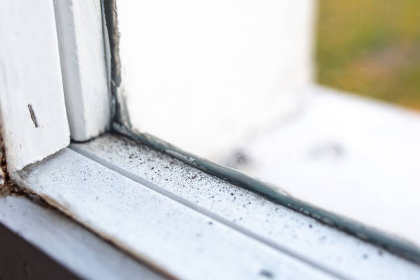 Best Black Mold Removal  in Summerlin South, NV
