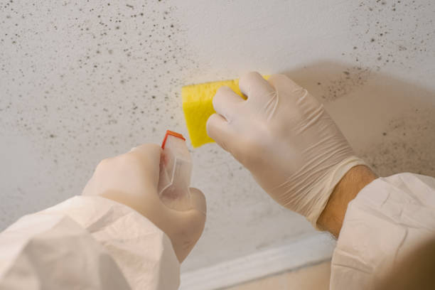  Summerlin South, NV Mold Removal Pros