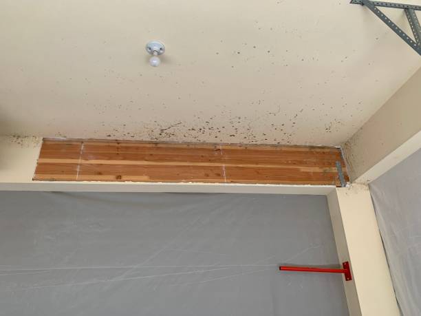 Best Mold Damage Restoration  in Summerlin South, NV